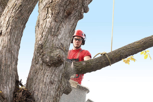 Best Storm Damage Tree Cleanup  in Earlysville, VA